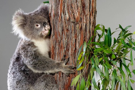 Imagem 5. Sam, uma coala fêmea que atraiu a atenção mundial para o impacto dos incêndios florestais na biodiversidade após um vídeo do seu salvamento por um bombeiro durante os incêndios florestais de Sábado Negro na Austrália (Crédito da imagem: B Healley, ©Museums Victoria; CC-BY 4.0) 