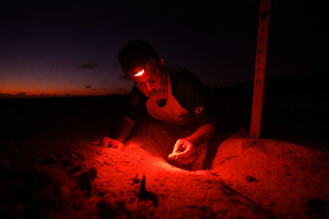 Analista ambiental e gestor da Base Avançada do Centro Tamar/ICMBio em Caravelas-BA, Marcello Lourenço, em ação de monitoramento noturno – Foto: João Pompeu/Cequa INPA/AM