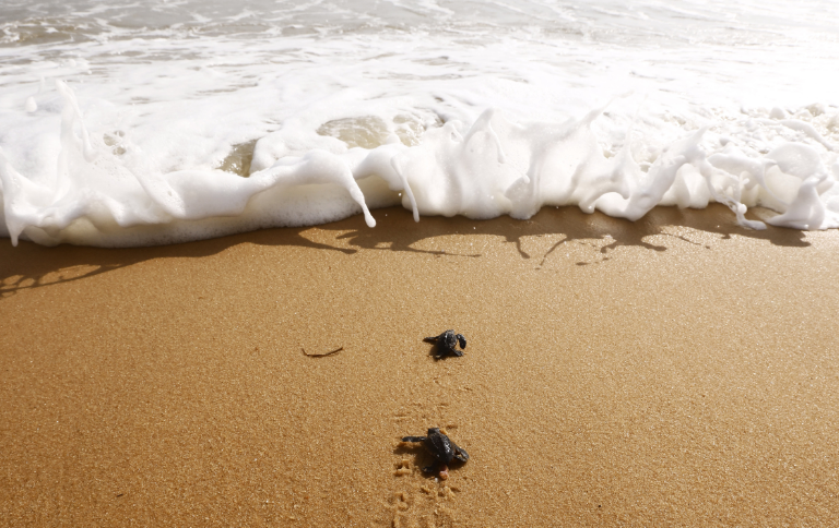 SITETartaruga vovó volta a desovar após 37 anos e destaca conservação marinha no Brasil.png