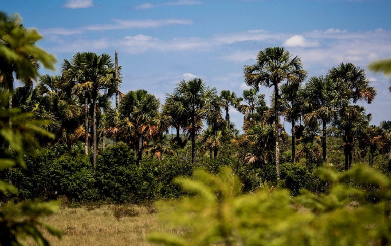 SITE 34ª Reunião do Conselho Consultivo do Parque Nacional Grande Sertão Veredas dá início ao processo de revisão do Plano de Manejo.png
