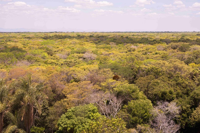 A Floresta Nacional do Araripe-Apodi (CE) tem cerca de 38 mil hectares e recebeu -  Foto: Débora Agostini/ICMBio 