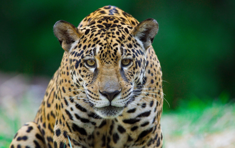 Enquanto a fauna silvestre mobiliza os brasileiros, especialistas alertam para a necessidade de ampliar o apoio concreto às políticas de conservação e proteção ambiental