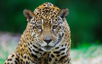 92% dos brasileiros demonstram preocupação com animais silvestres – e unidades do ICMBio mostram como a conservação acontece na prática