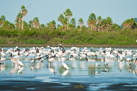 Estação Ecológica (Esec) Taiamã terá 68 mil hectares Foto: Palê Zuppani