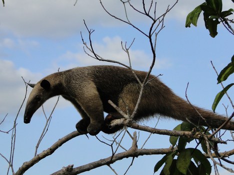 Foto: Tamanduá-mirim (Tamandua tetradactyla) - Luciana Pacca