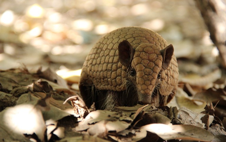 Liana Mara Mende de Sena - Tolypeutes tricinctus - tatu-bola SITE.jpg