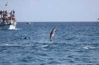 Aberta consulta pública para avaliação do estado de conservação das espécies de mamíferos aquáticos no Brasil