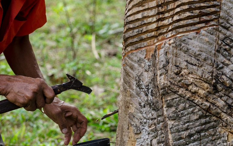 Iniciativa “Mapear e Cuidar” prevê mapeamento de colocações, capacitação comunitária e elaboração de projetos de recuperação ambiental na unidade de conservação federal