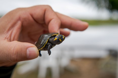 Foto: Miguel Monteiro/Instituto Mamirauá