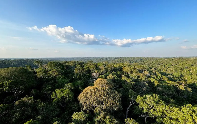 SITEA Floresta Amazônica é a maior floresta tropical do mundo, com uma área de cerca de 6,74 milhões de km. Foto Tânia RêgoAgência Brasil.png