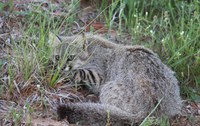 Ameaçado de extinção, Gato-Palheiro-Pampeano é fotografado na APA do Ibirapuitã