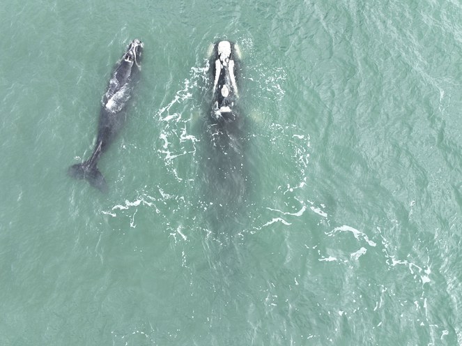Foto: Acervo APA da Baleia Franca
