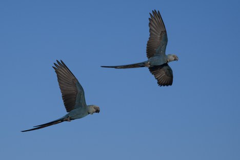 Casal de ararinhas-azuis próximas ao criadouro antes da captura - Foto: Miguel Monteiro