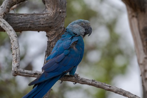 Ararinha-azul de vida livre próximo ao criadouro - Foto: Miguel Monteiro