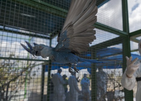 Ararinha-azul sendo solta dentro do recinto após bateria de testes para circovírus - Foto: Miguel Monteiro
