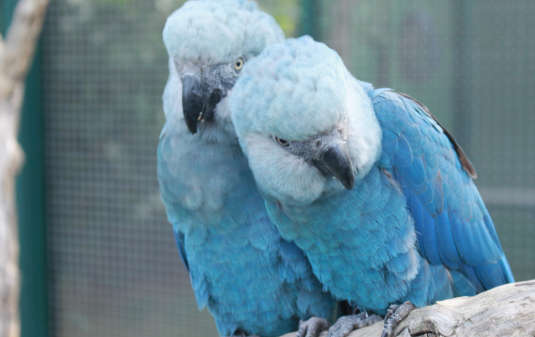 SITEAVECyanopsittaspixiiArarinhaazulCamile Lugarini.png