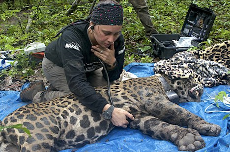 Foto: Emiliano Ramalho - Instituto Mamirauá 
