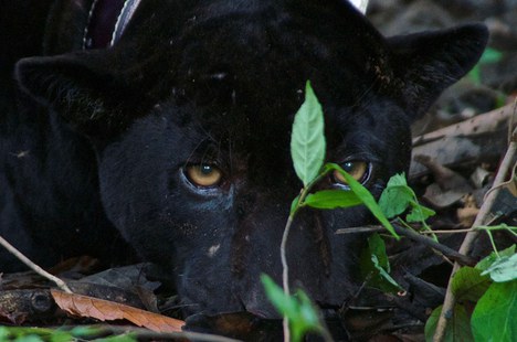 Foto: Emiliano Ramalho - Instituto Mamirauá 