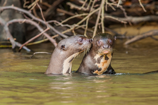 A ariranha, também conhecida popularmente como onça-d'água, lontra-gigante e lobo-do-rio - Foto: Thiago Orsi Laranjeiras