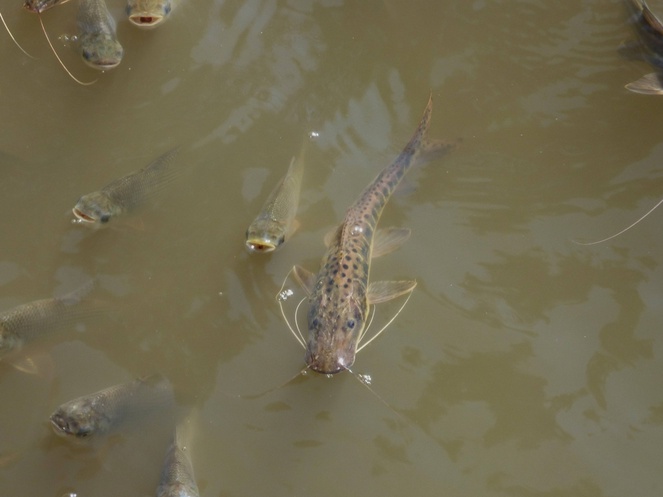 Os bagres amazônicos são peixes sem escama de grande importância ecológica e comercial - Foto: Julia Mantinian