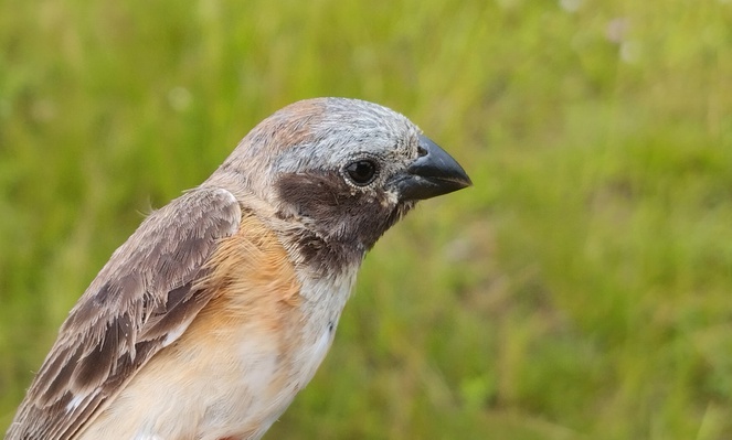 Típica do bioma que recebe a Conferência, a caboclinho-do-pantanal (Sporophila iberaensis) está proposta para o no Apêndice II - Foto: Márcio Reppening