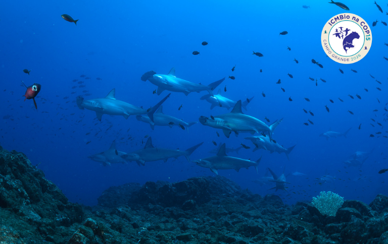Com base nos trabalhos dos centros de pesquisa do ICMBio, país leva à Conferência das Espécies Migratórias propostas para ampliar a proteção internacional de animais que atravessam fronteiras ao longo de seus ciclos de vida