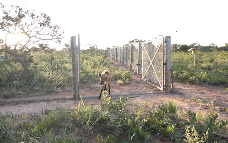 Lobos-guarás foram resgatados, cuidados e soltos pelo ICMBio e parceiros na Bahia