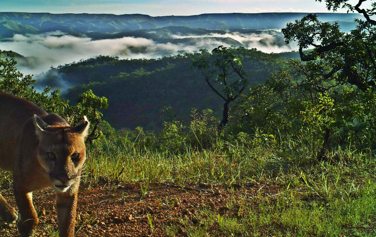 SITEBrasil avança na proteção da biodiversidade.png
