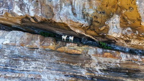 Foto: Jessyca Teixeira/ICMBio Abrolhos