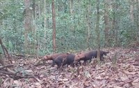 Cachorro-vinagre é registrado pela primeira vez no Parque Nacional Montanhas do Tumucumaque