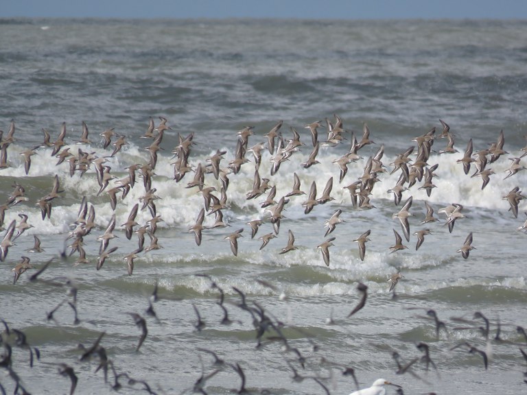 revoada_Calidris_Pará_Foto_Dani_Paludo.JPG