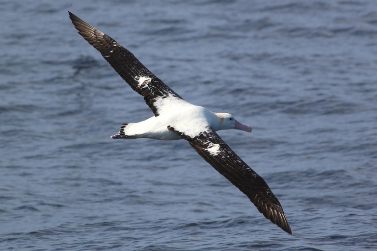 Diomedea_exulans_Dimas_Gianuca_Proj_Albatrozz.jpg