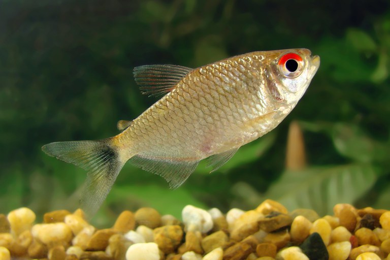 Moenkhausia oligolepis - Henrique Lazzaroto.jpg