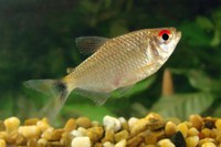 Cepam avalia estado de conservação de peixes continentais amazônicos