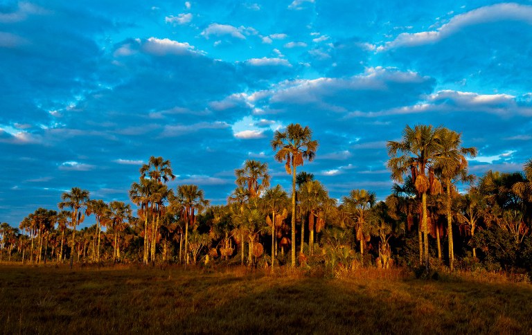 Parque Nacional Grande Sertão Veredas - Acervo ICMBio SITE.jpg