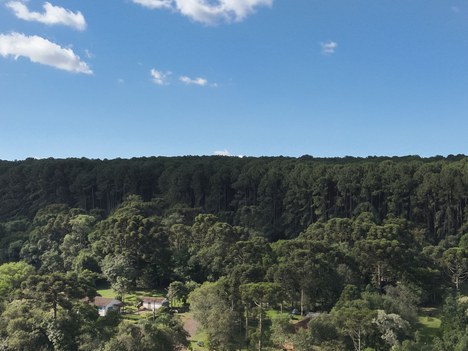 Foto: Mateus Velho dos Santos /Flona Chapecó