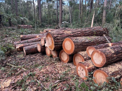Foto: Acervo Floresta Nacional de Irati