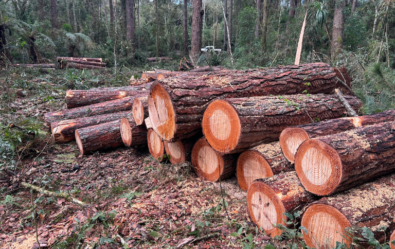 SITE Acervo Floresta Nacional de Irati.png