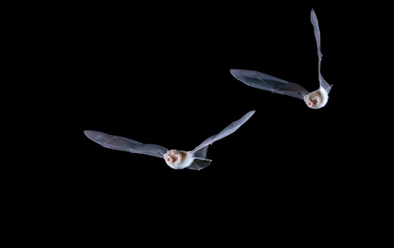 thumbnail_Natalus macrourus - Foto Jennifer Barros (3) SITE.jpg