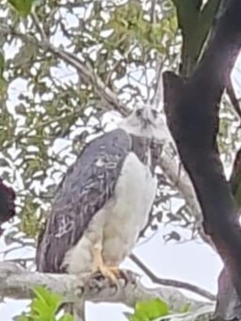 O registro da águia foi realizado pela liderança indígena jovem Caxiló. Foto: Divulgação/Parna do Monte Pascoal