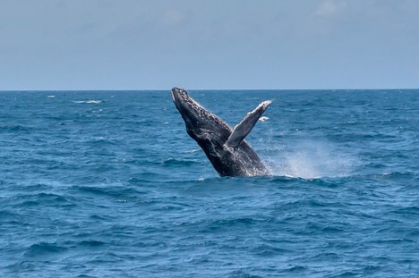 As baleia-jubarte são visitantes frequentes na área marinha protegida pela APA - Foto: Projeto Baleia Jubarte