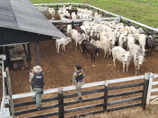 Gado sendo detido na Operação Suçuarana, feita pelo ICMBio, na Resex Chico Mendes, no Acre