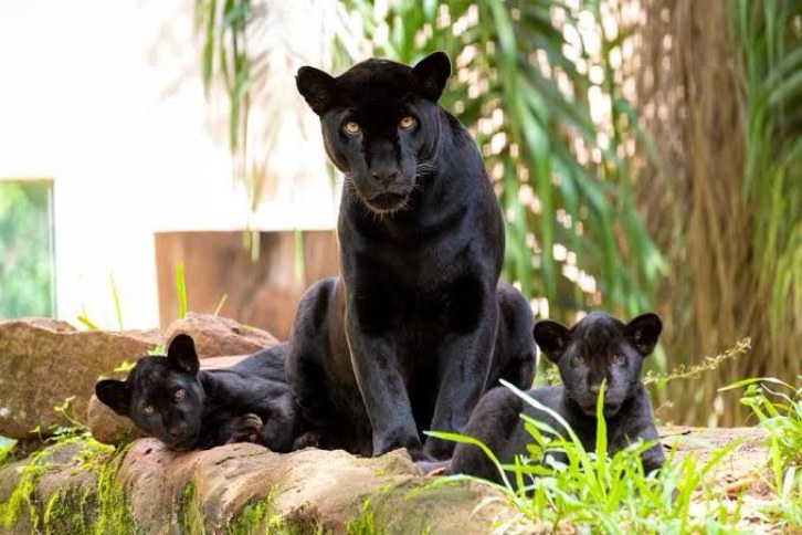 Rubens Fraulini Itaipu Binacional site.jpg
