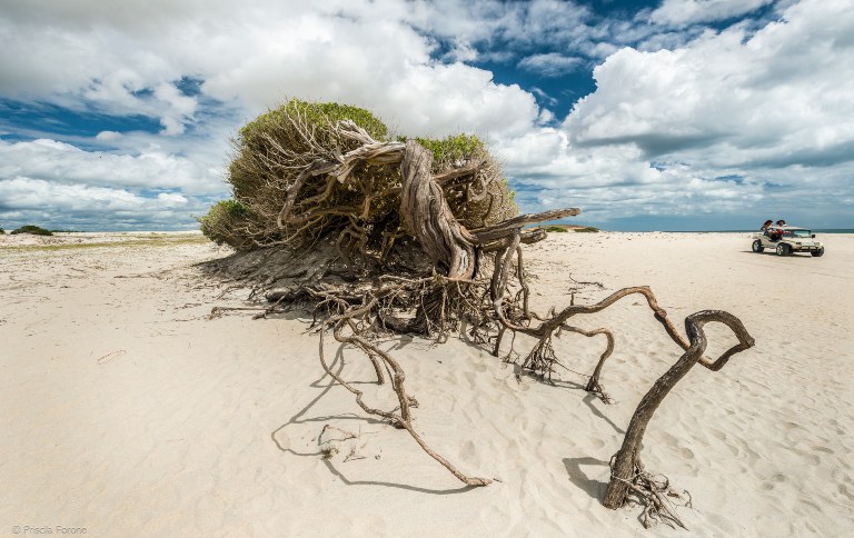 parna_jericoacoara_Priscila Forone©-12 (1).jpg