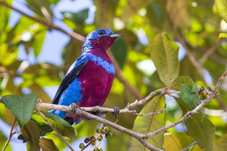 O crejoá (Cotinga maculata) é considerado “Em Perigo” - Foto: Jailson Souza