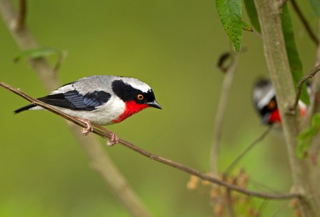 O saíra-apunhalada  (Nemosia rourei) é considerado “Criticamente em Perigo” - Foto: Ciro Albano
