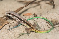 Especialistas discutem espécies ameaçadas de extinção