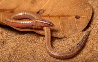 Espécie de lagarto do Cerrado ameaçada de extinção é redescoberta no Tocantins
