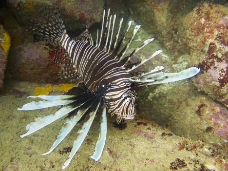 O peixe-leão (Pterois spp.) é uma espécie exótica invasora marinha que se espalhou pela costa brasileira. Em Ucs como Noronha, o manejo é contínuo e conta com a participação de mergulhadores capacitados, operadores de turismo e voluntários - Foto: Divulgação/ICMBio