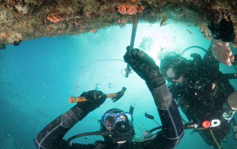 Espécies Exóticas Invasoras o que são e por que ameaçam a biodiversidade brasileira.png